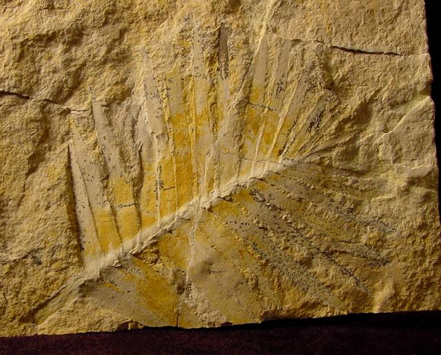 Zamites feneonis BRONGNIART - Bild © FossNet FossilienStore